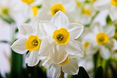 肉鸽RPG《纸片动物RPG》预告公布 现已开启众筹